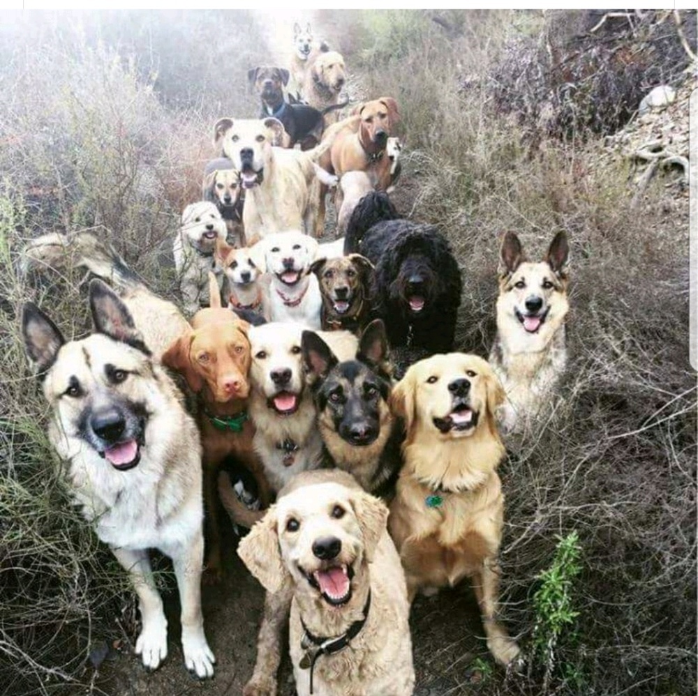 Meet your Posher, Liz